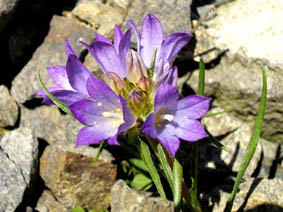 Edraianthus tenuifolius